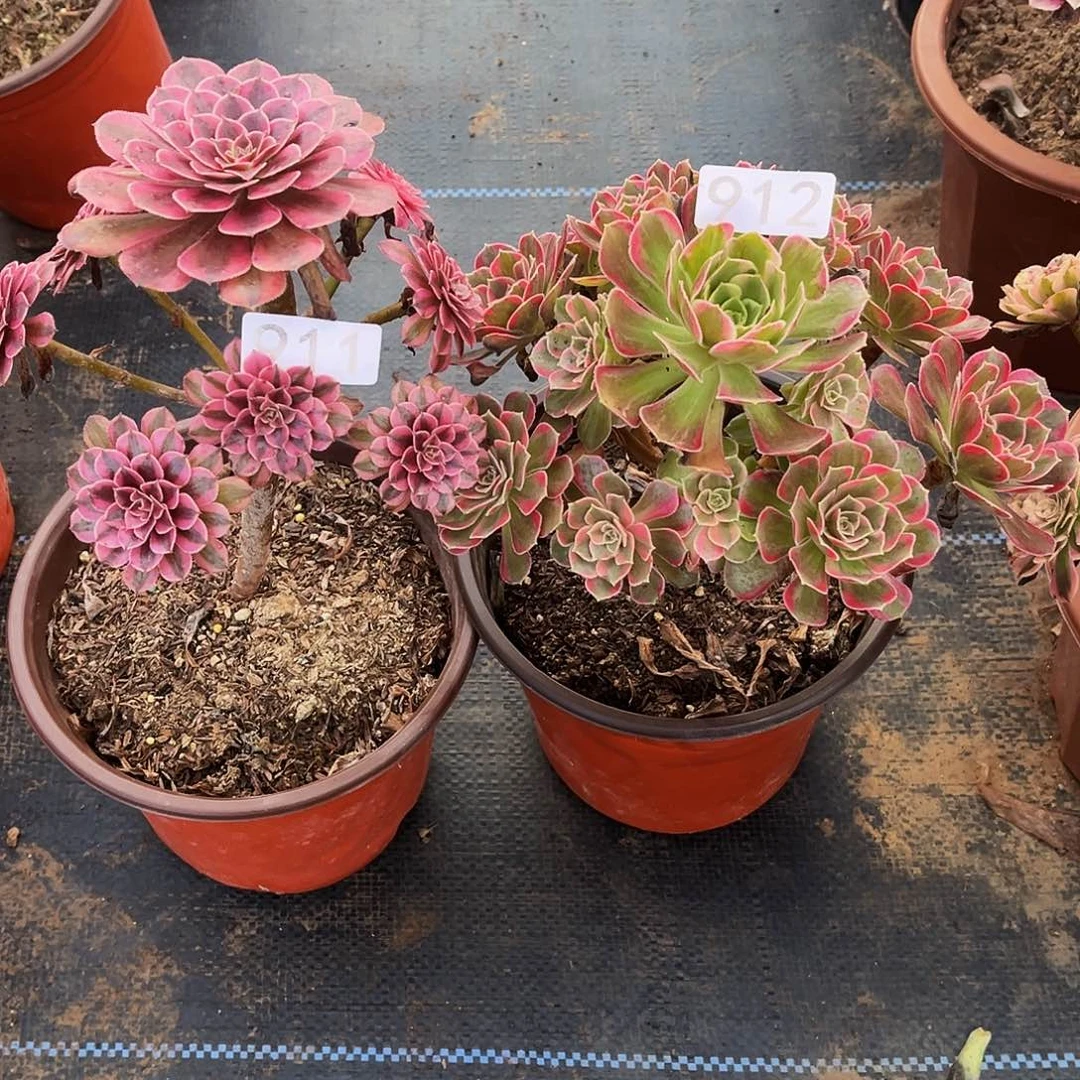 无花朵多肉植物911.912黑铜白，安娜