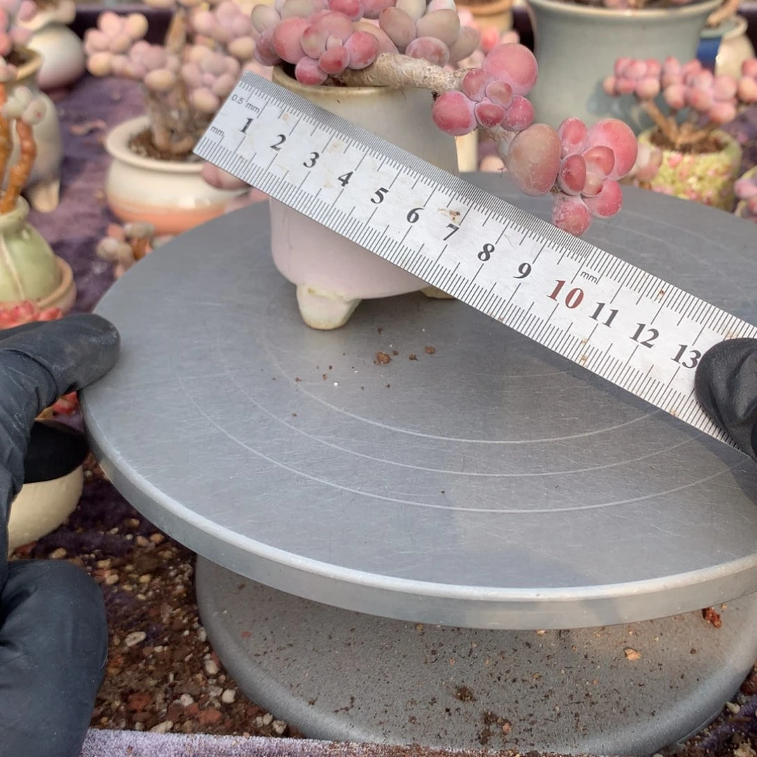 14号桃蛋带盆偏远地区不包邮的