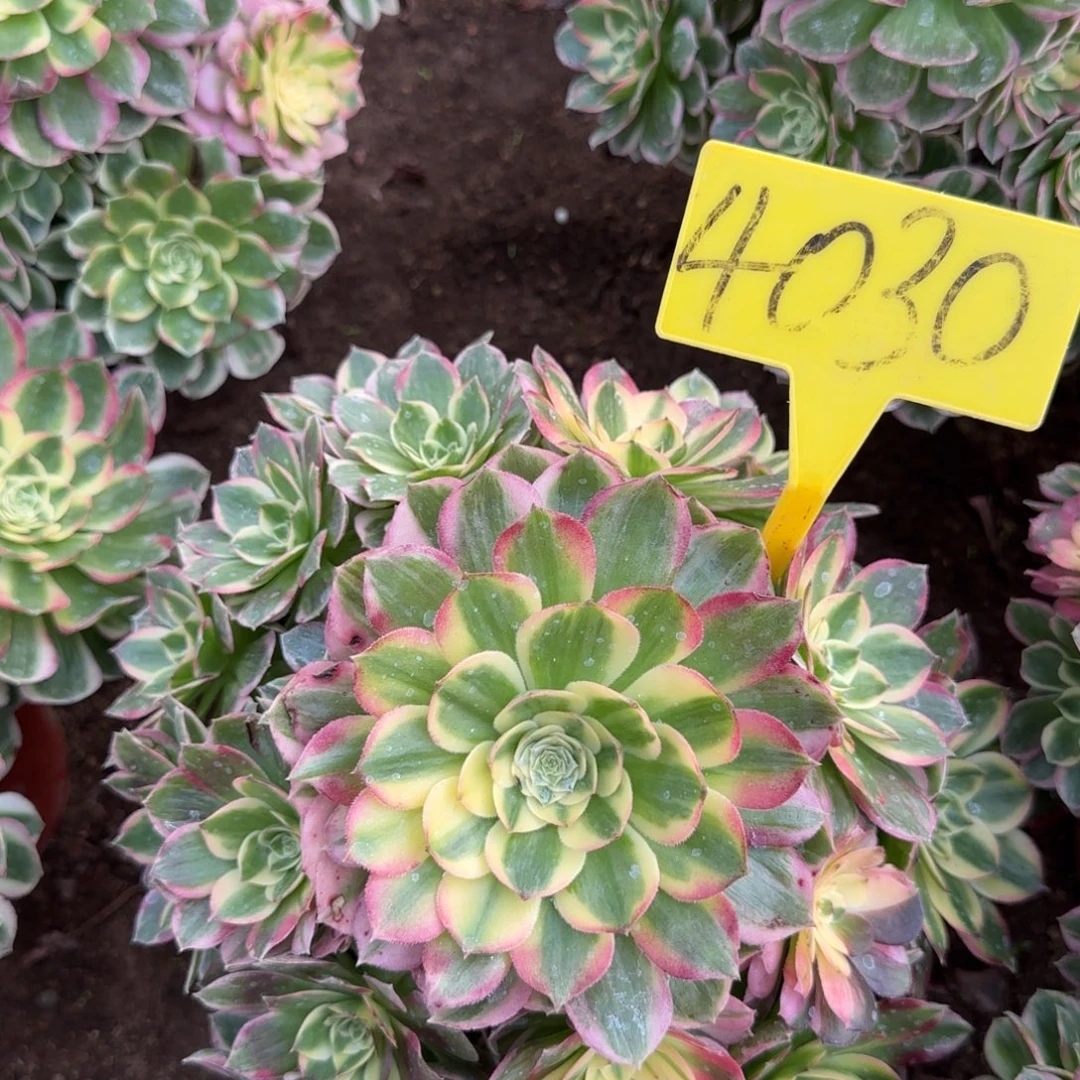 4030---海王多肉植物