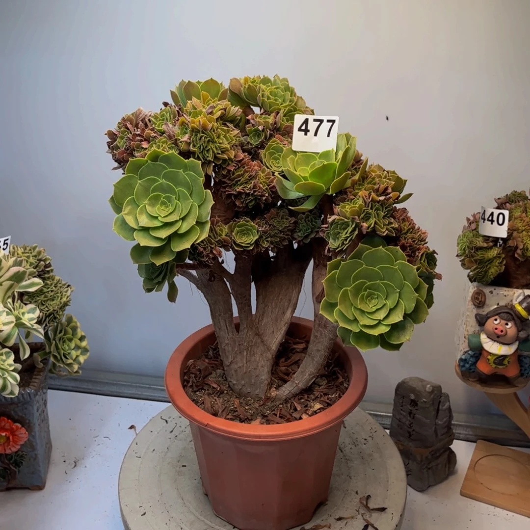 多肉植物玫瑰法师缀477