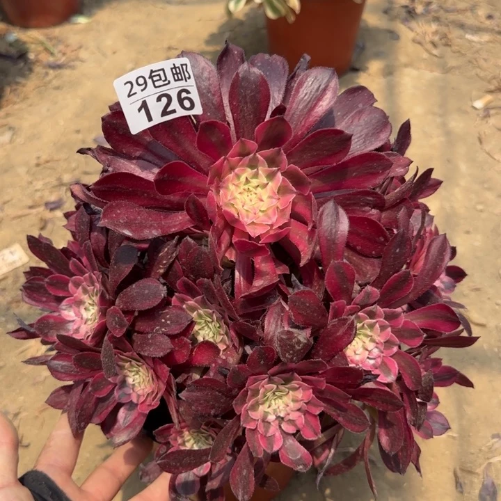 红铜白……多肉植物……