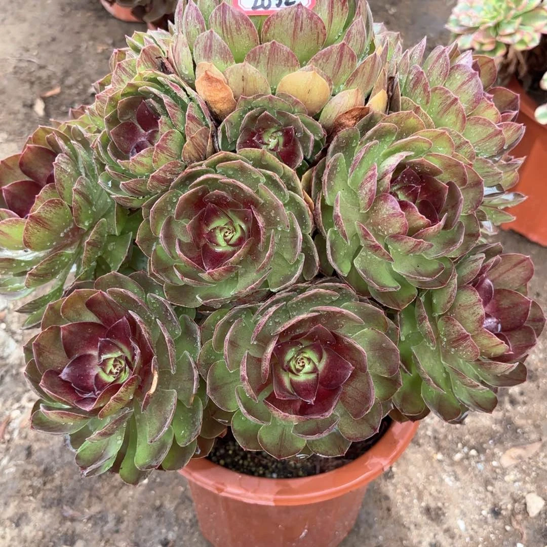 无花朵2632黑膜多肉植物