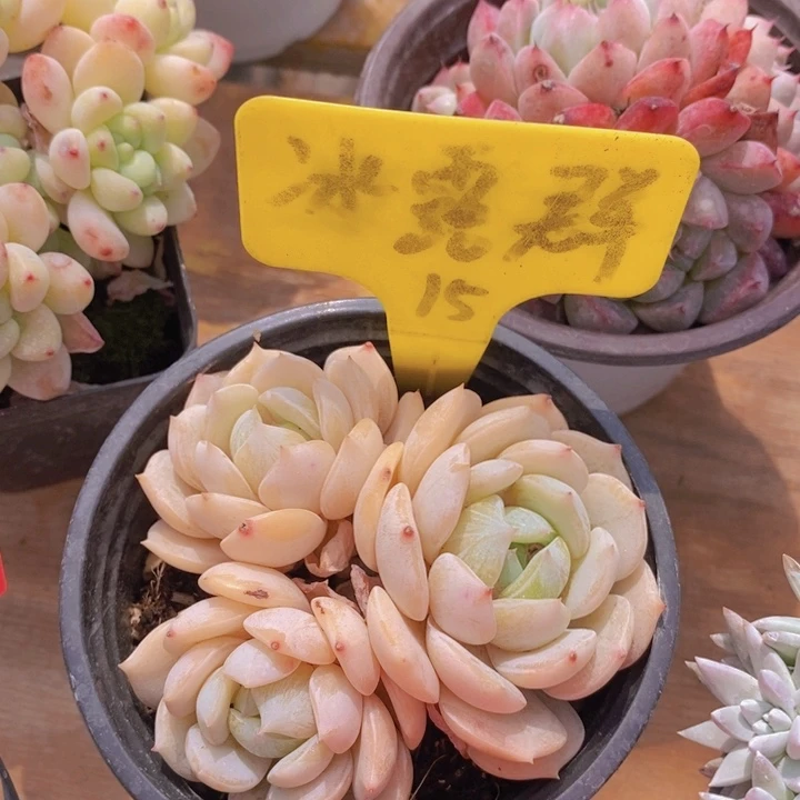 多肉植物，开心多肉