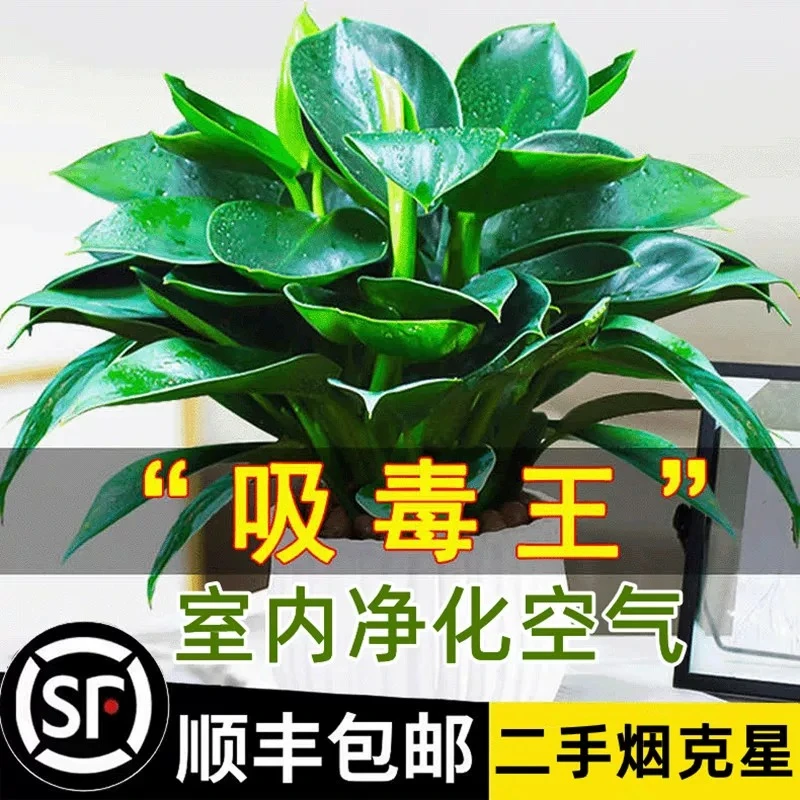 【空气净化】绿萝盆栽 室内植物 大叶绿萝 空气净化器 吸附甲醛过滤空气
