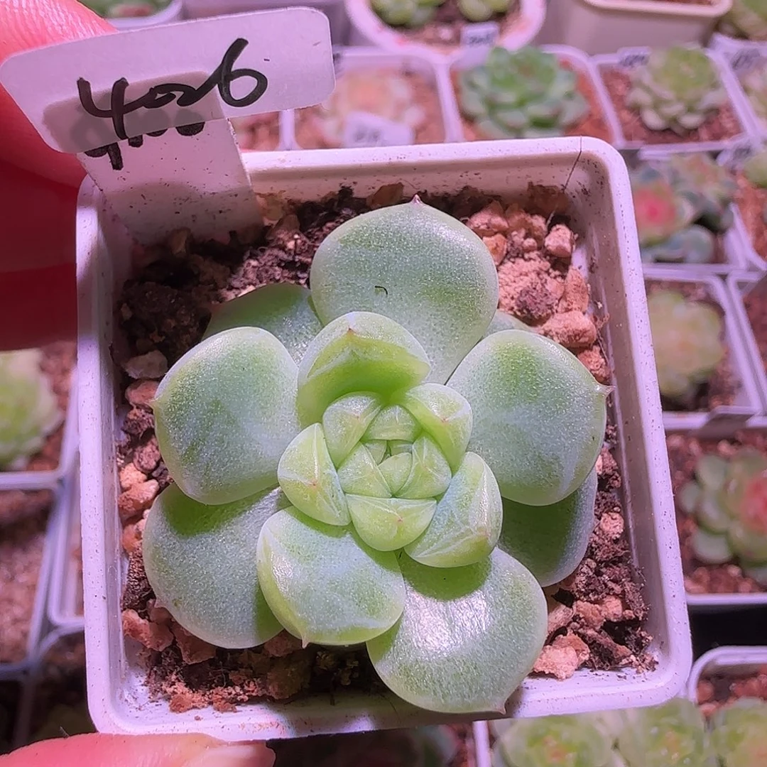 4-26福利千金财富密码CF100铂金