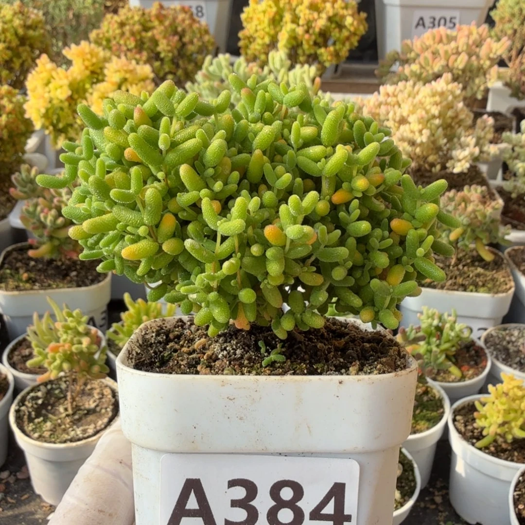 A384蜜橘糖球枝干