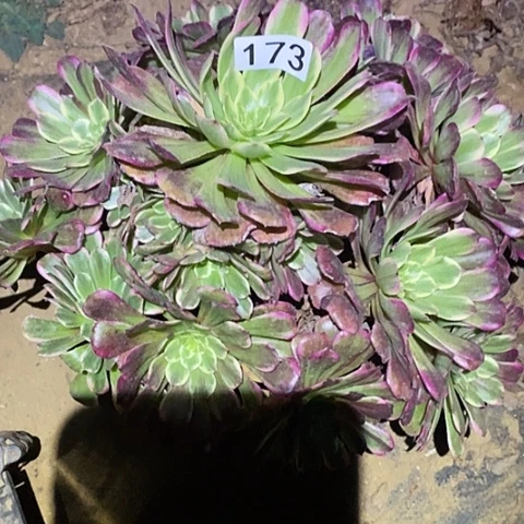 多肉植物法师173紫烟