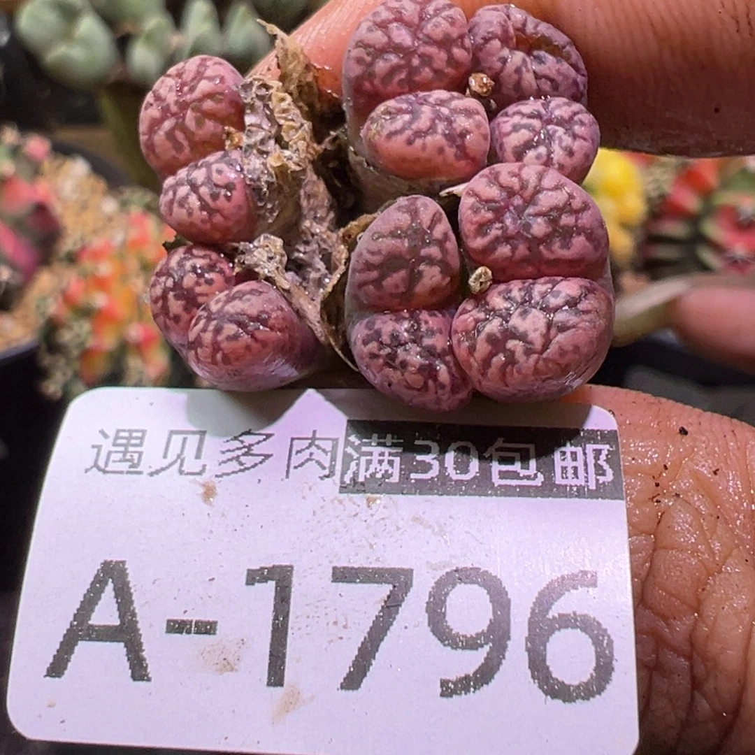 多肉植物111111111111111