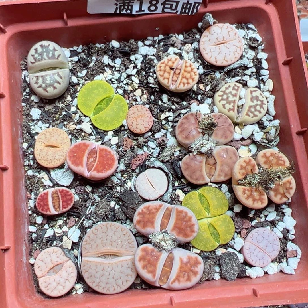 【闪购商品】 085.
