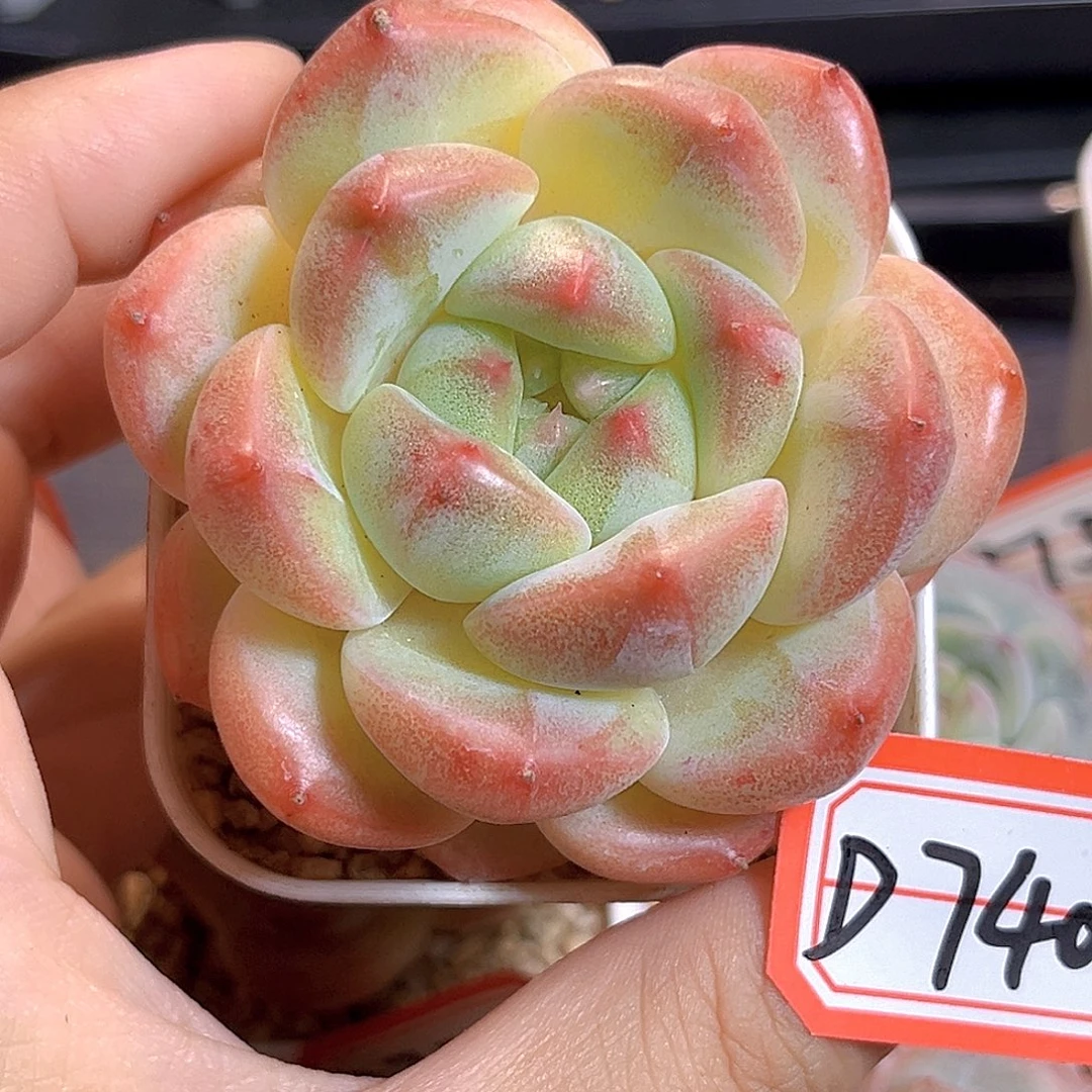 D740 一物一拍 雨花