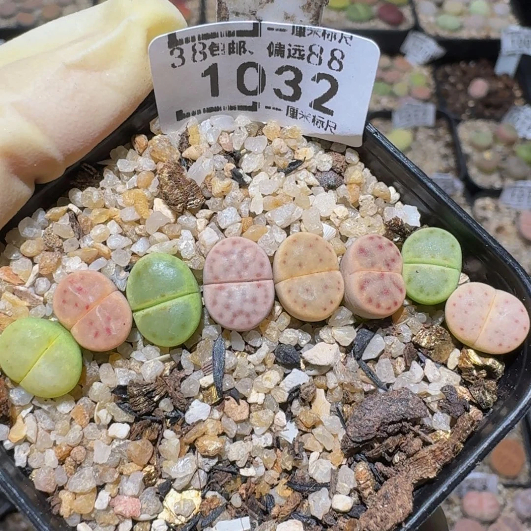 zzzx精品生石花1032卡0.8