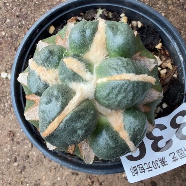 无花朵336大型圆蛋蛋牡丹东六