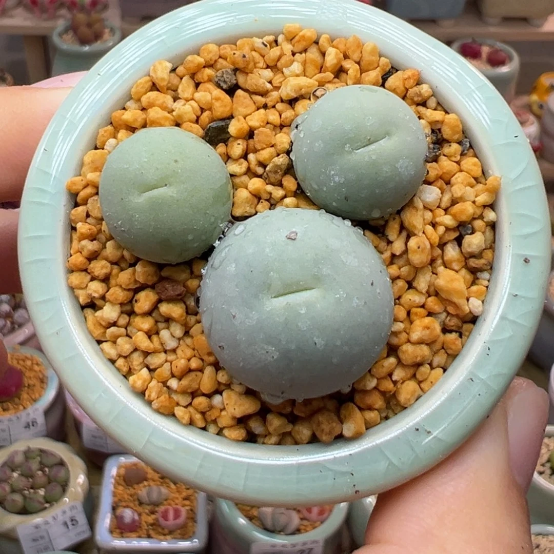 多肉植物52号鸽子蛋