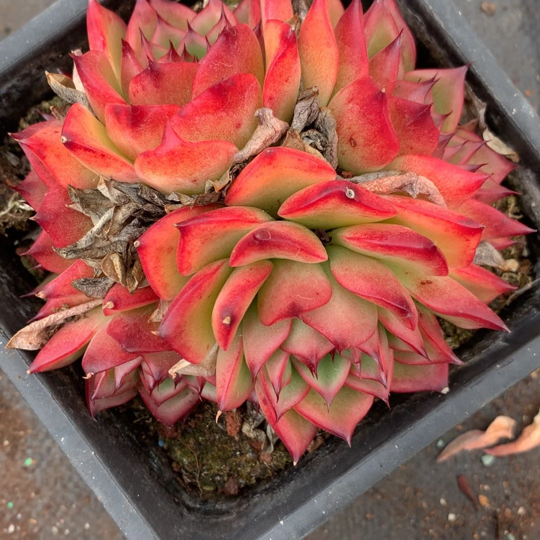 6379杂交多肉老桩