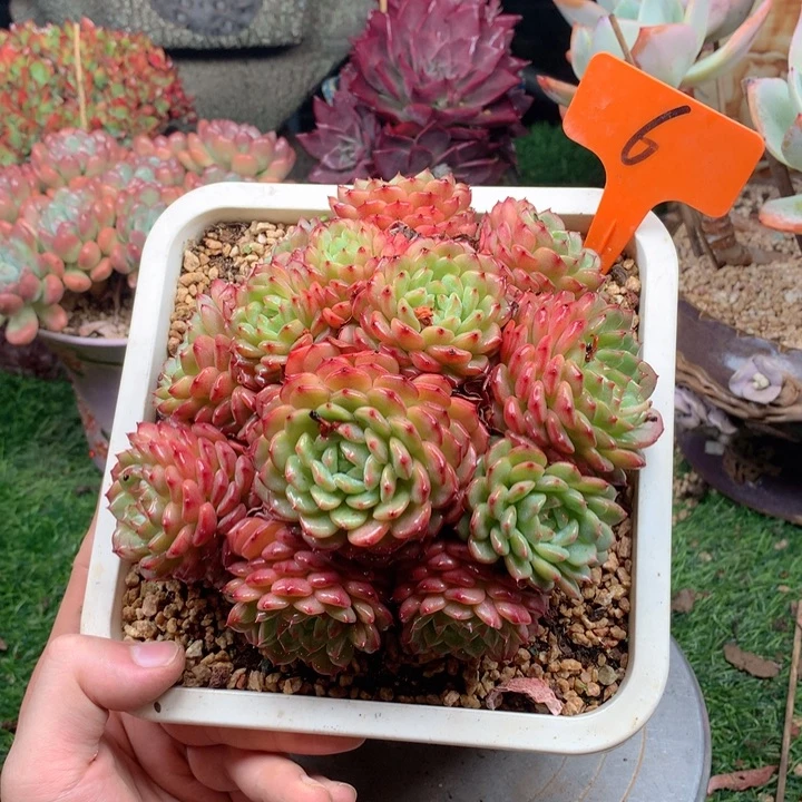红***倩多肉植物一物一拍6