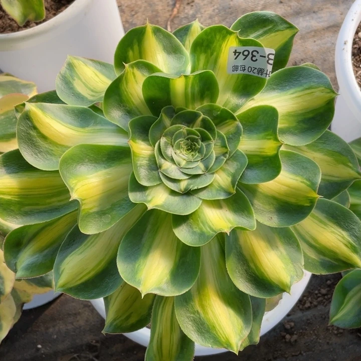 364暴君多肉12345789