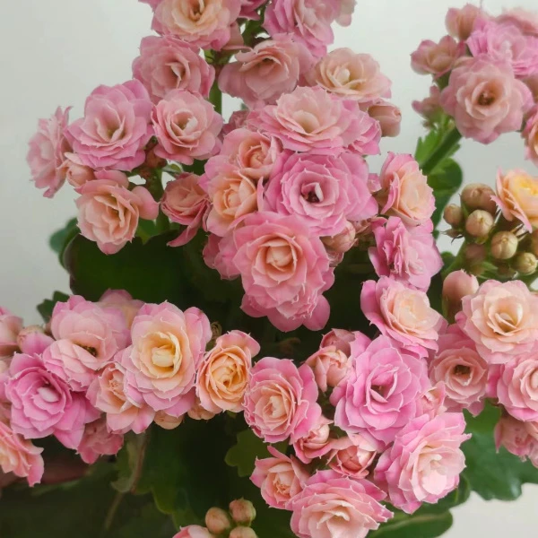 【劳瑞拉 10cm盆】重瓣大花 0℃地区请拍保温，不拍冻坏不赔