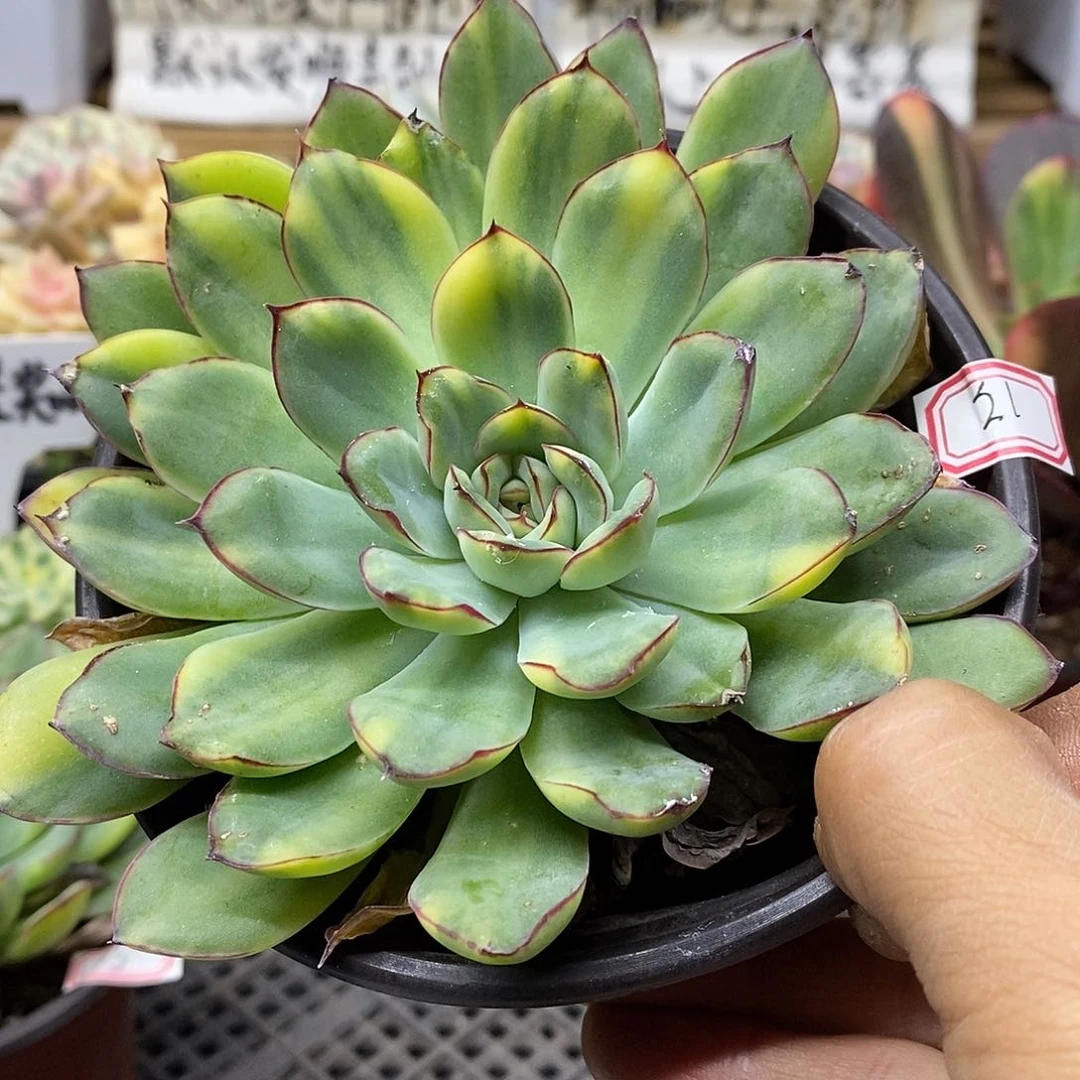 0921 大花月夜花脸锦