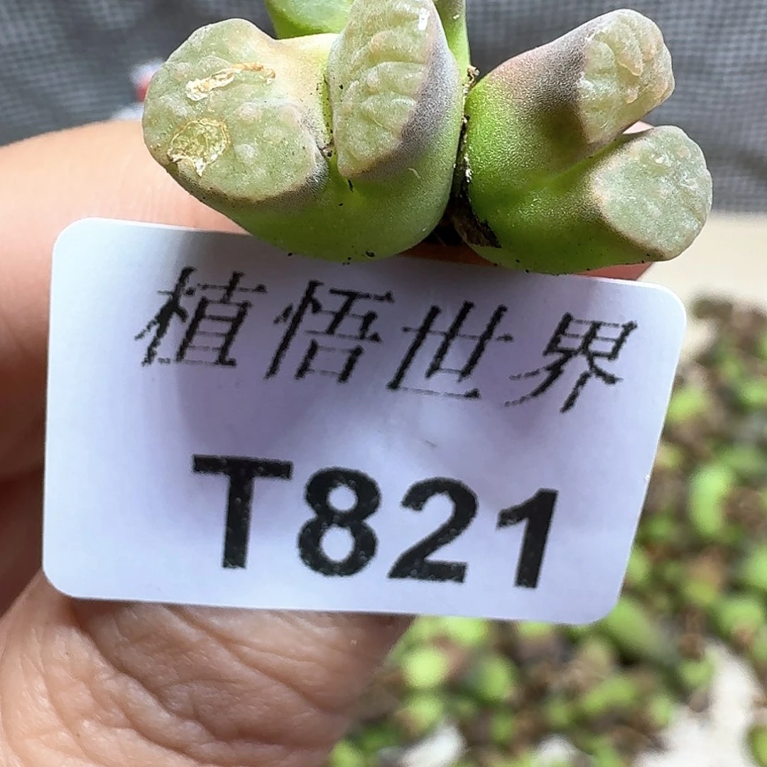 多肉植物的润泽额c