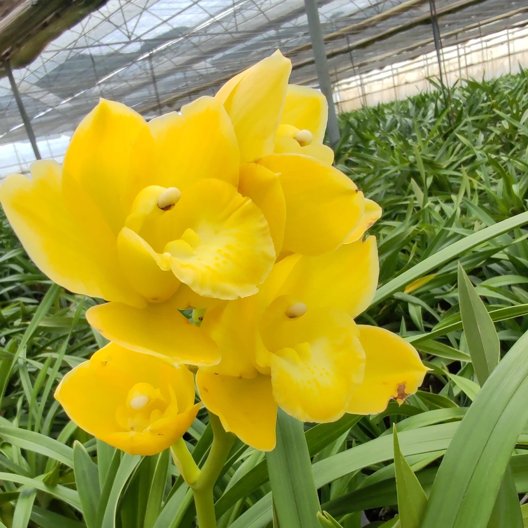 （希望之星）好养的室内外香水兰高端精品绿植花卉盆栽