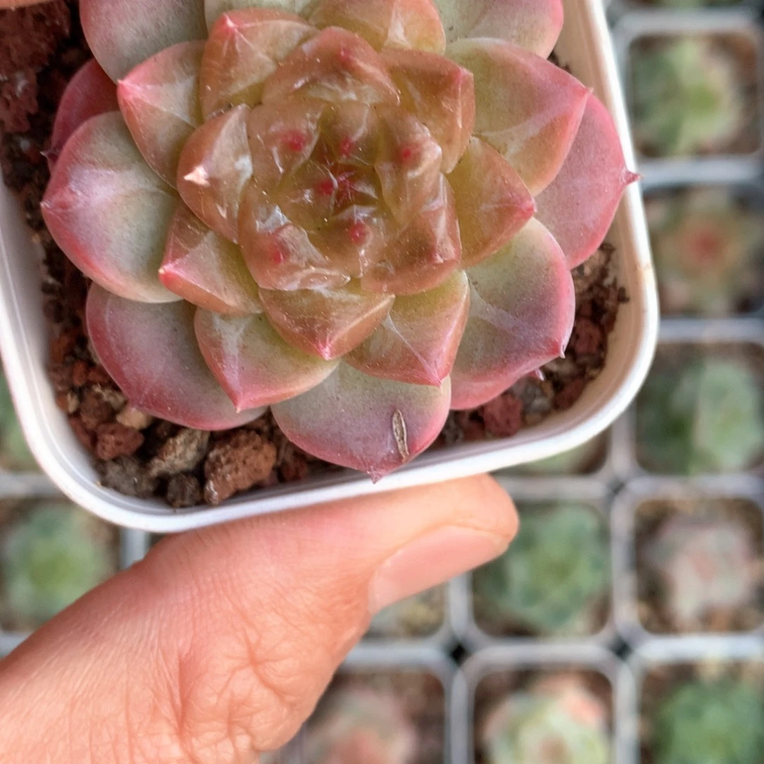 糖心。           45号