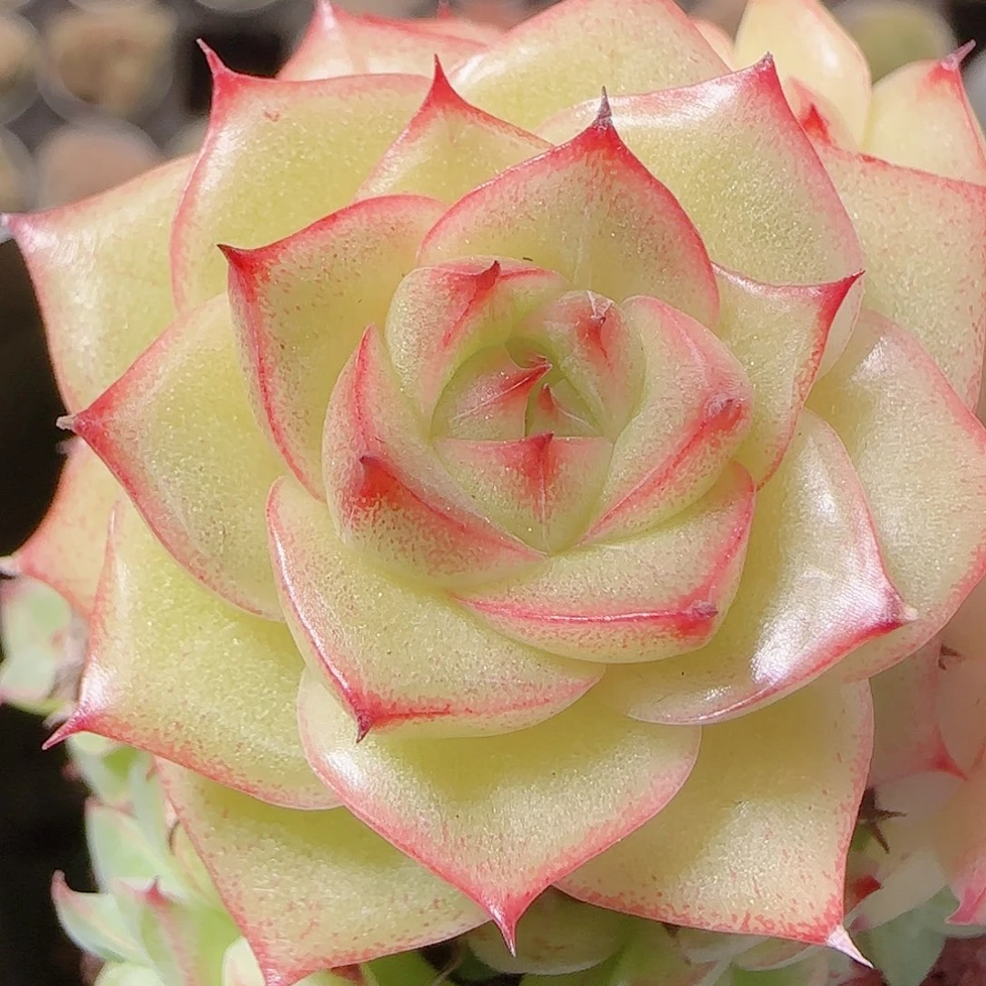 花语逸镜1127-139散