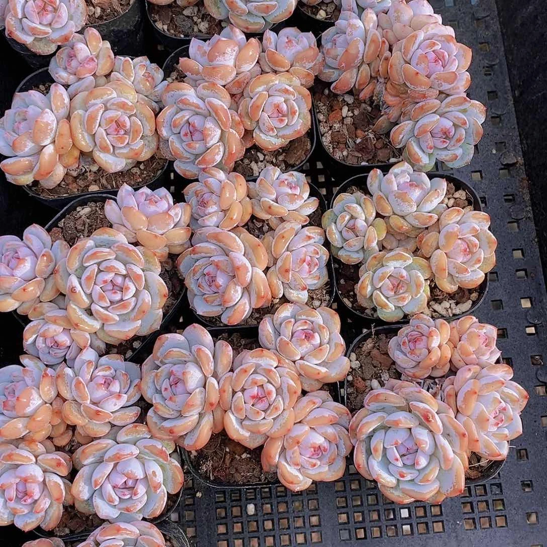 0623- 四头小脸星星橙群福利一颗 量拍
