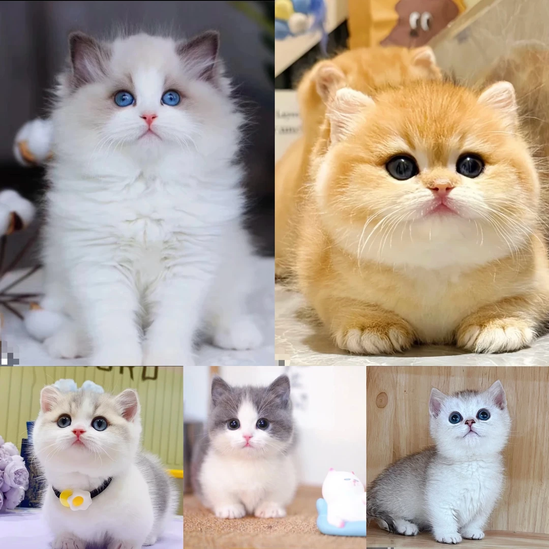 （成都琴琴猫舍）T猫咪活体