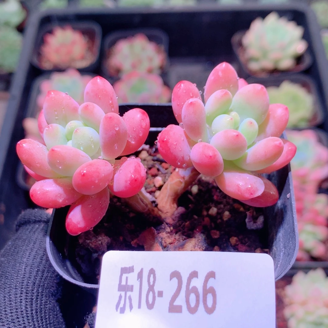 乐然18-266 洛可可