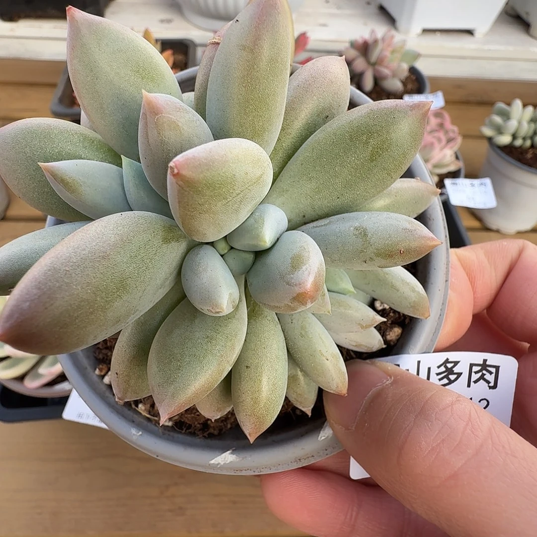 胖体哥特111212-63