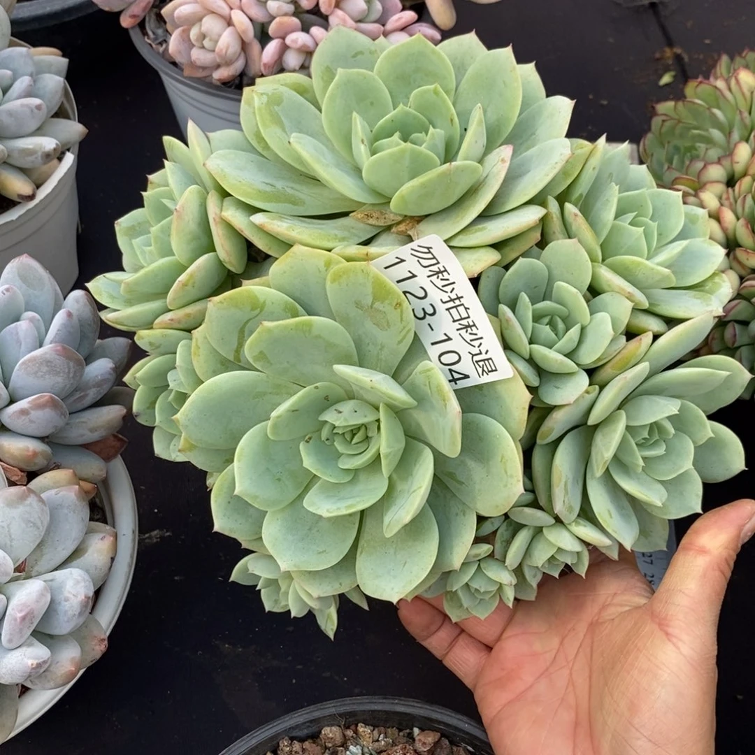 两单包邮1123-104恋曲