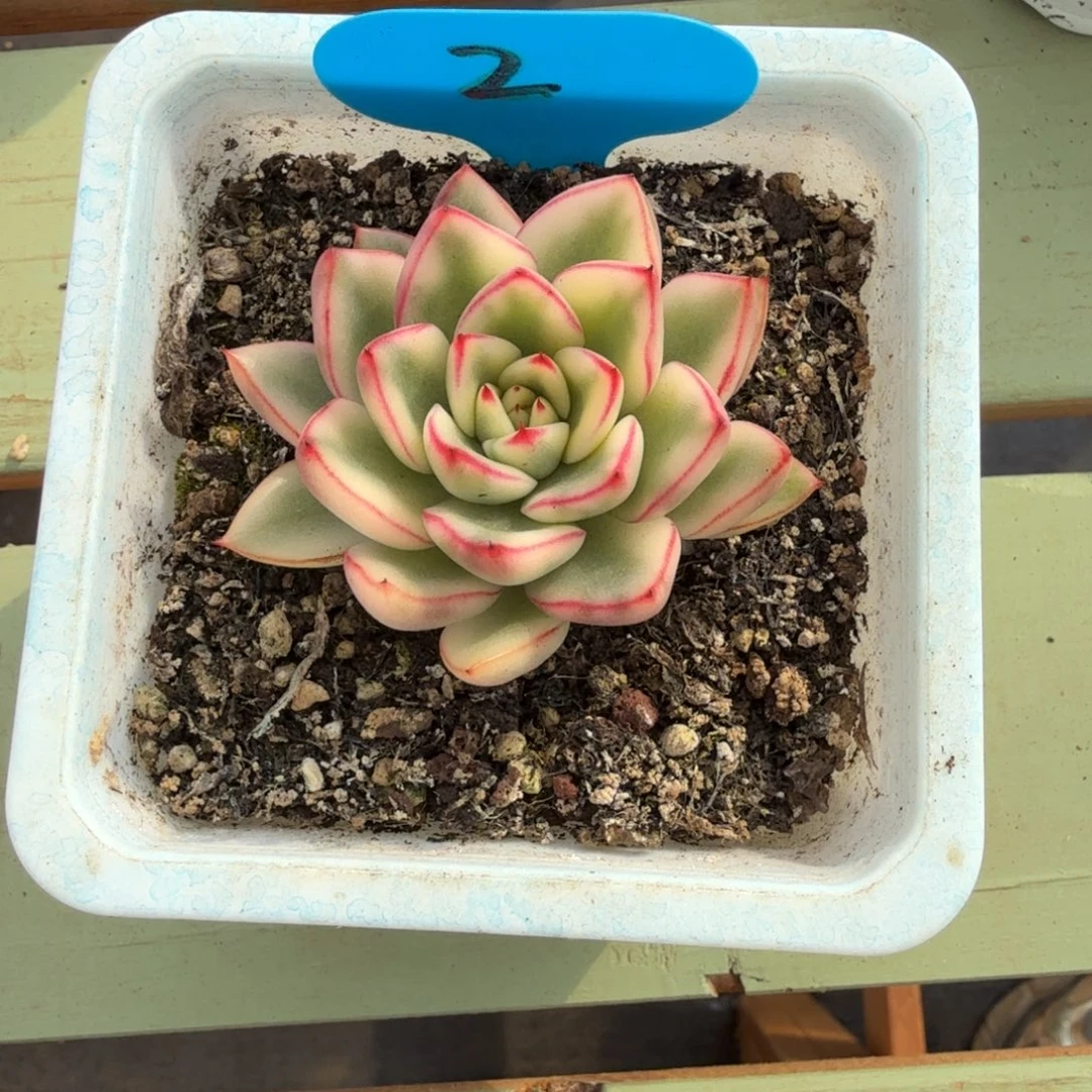 那***样阿斯娜锦锦上园艺一物一拍