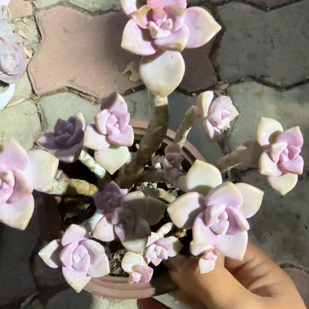 丸叶紫乐多肉植物
