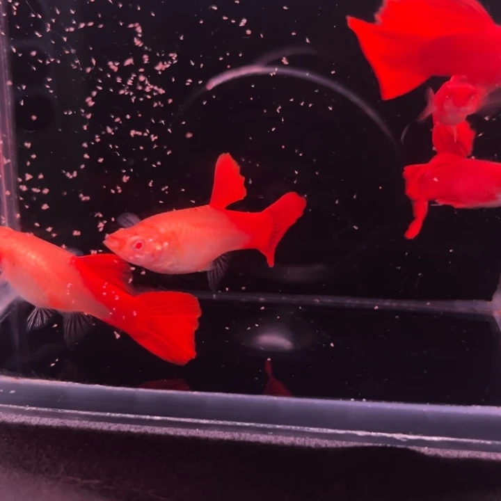 孔雀鱼福利血红3公2母