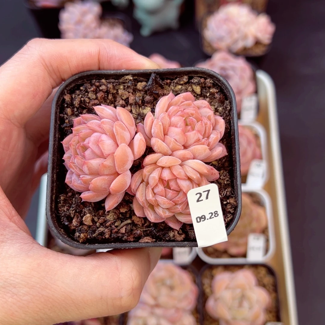 施***墨七仙女27、哈哈哈哈哈