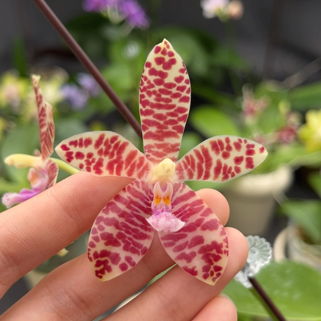 完全开放2.5寸小行星交象耳开花株