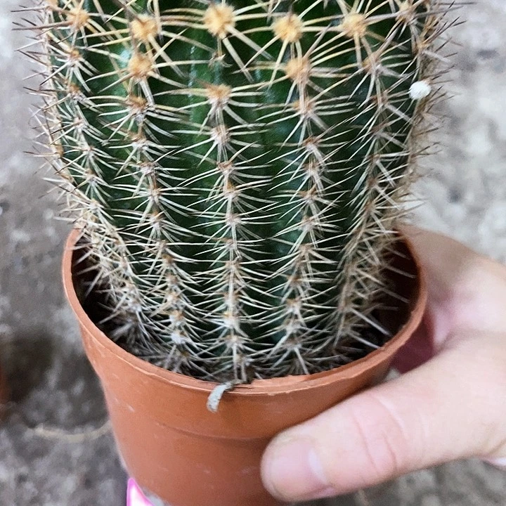 丘比特，5-8公分左右