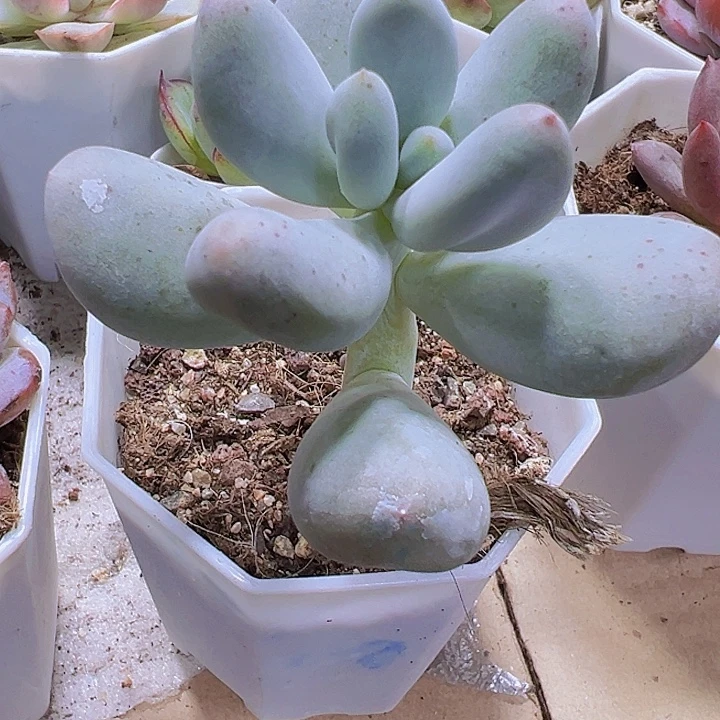 大米可奶19包邮多肉植物