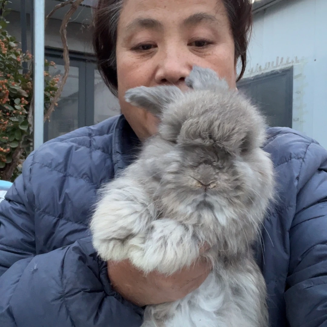 宠物兔英系安哥拉兔