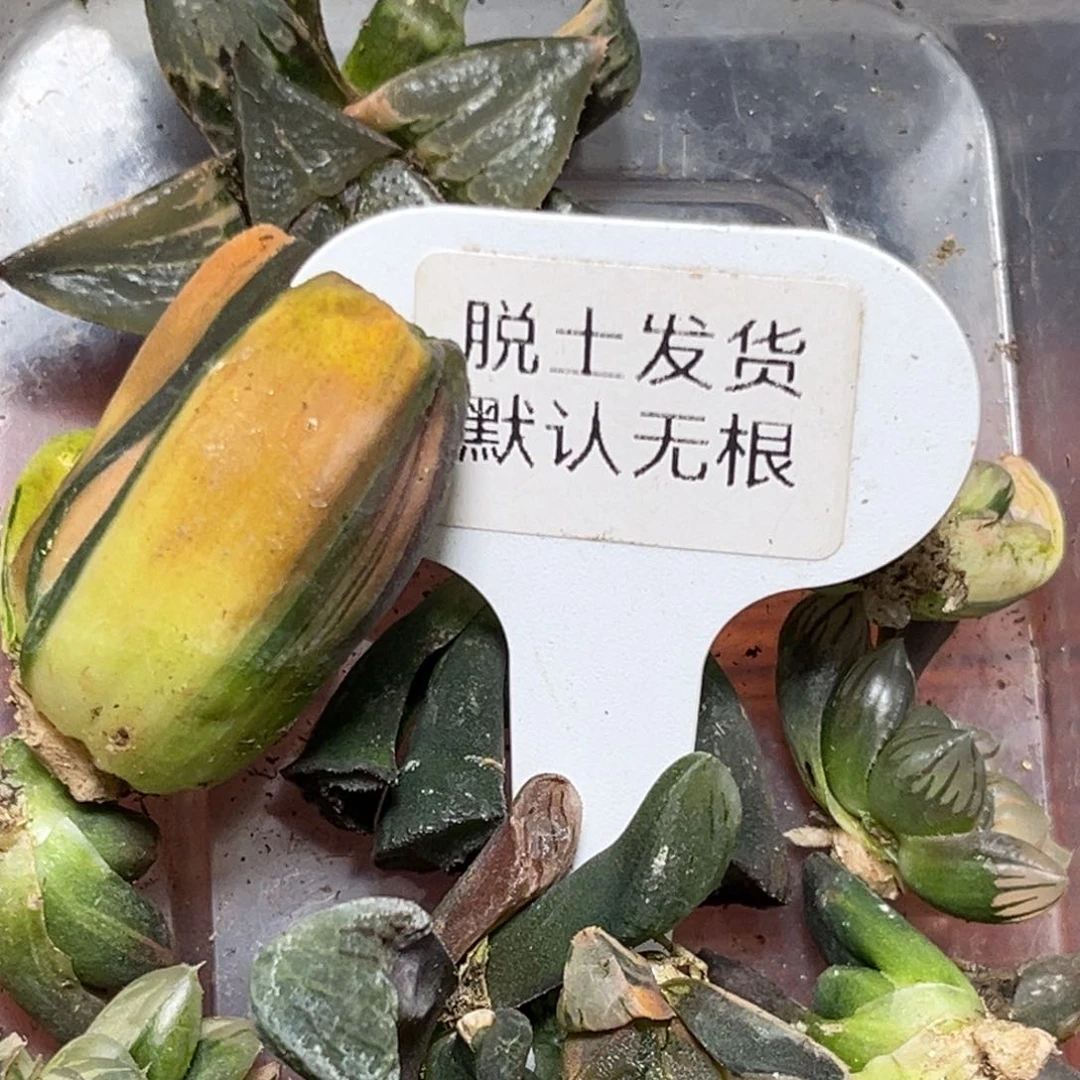 恭喜发财大吉大利0001