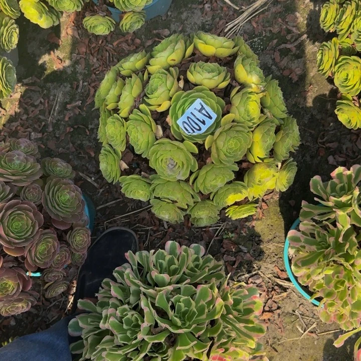 万圣节花29-51包邮花花