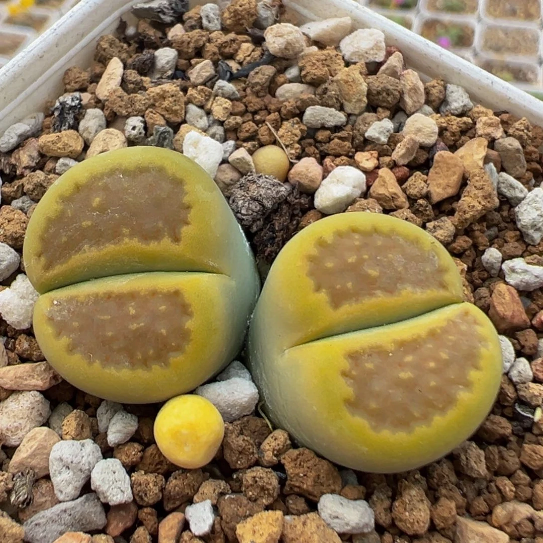 54多肉植物百科黄巴黎