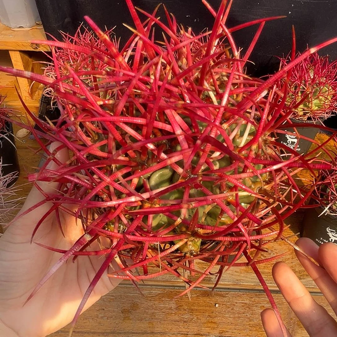 优选大龙冠，粗密刺