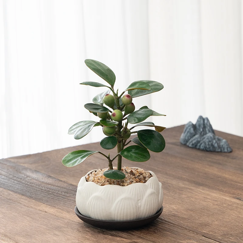 小盼菩提盆栽植物好养易活菩提树盆景带果中式禅意绿植室内花卉