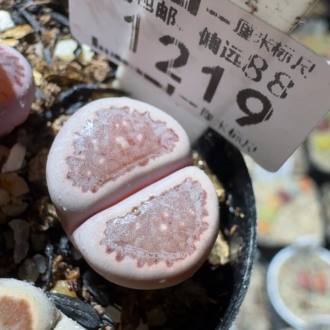 Sss精品清清清货1219晕染紫菊