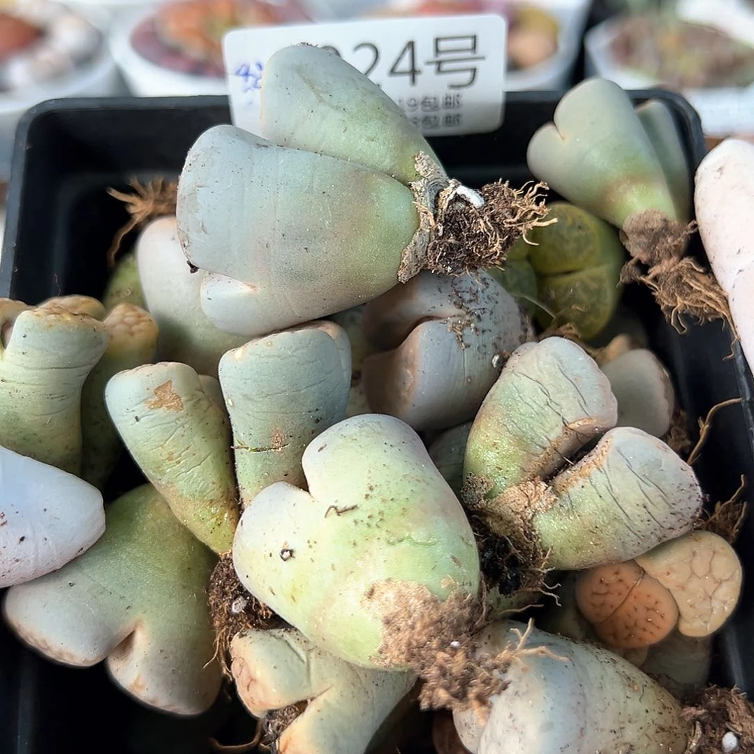 9024大家伙老家伙，单双混合42颗