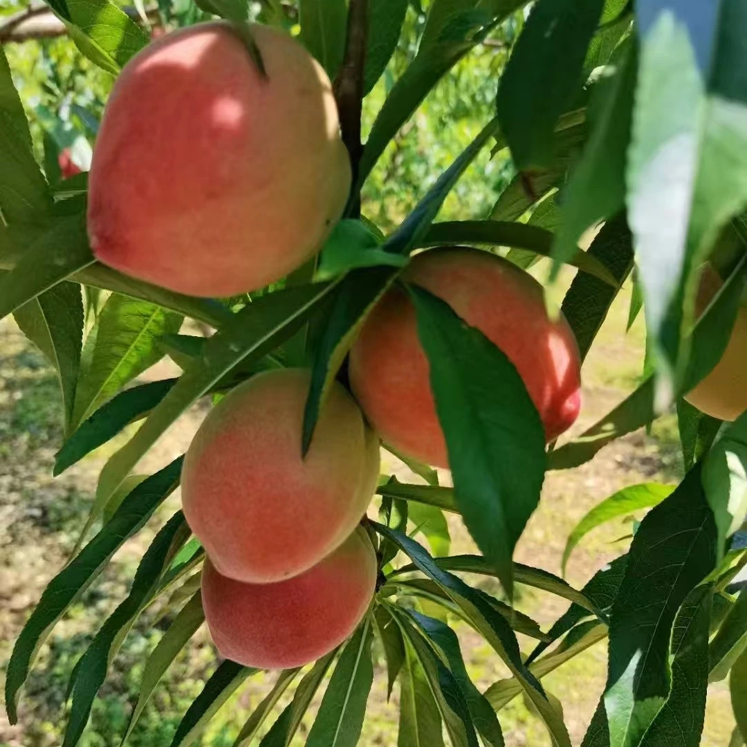 粤北连州高山香蜜桃脆香可口产地直发现摘现发