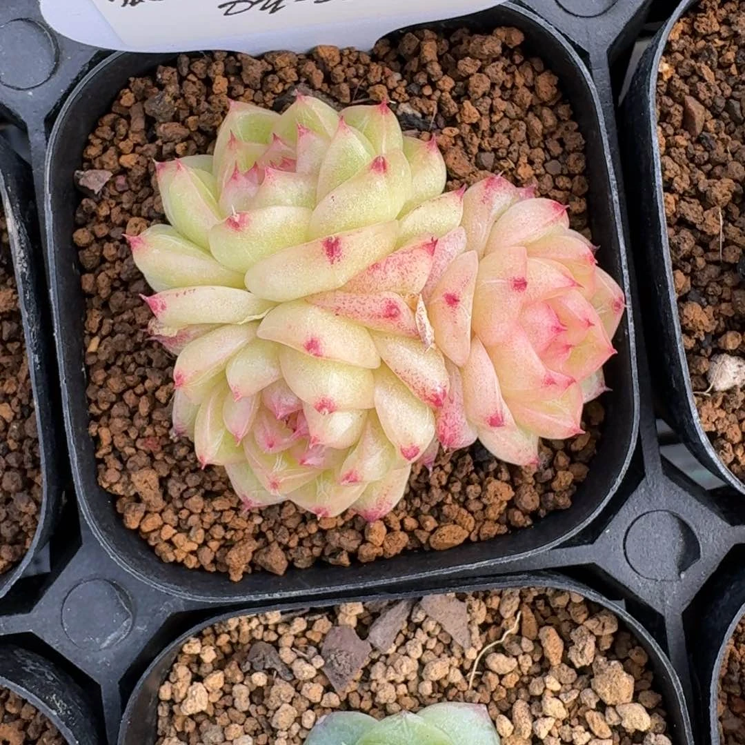 0606-052-y52麦秆体