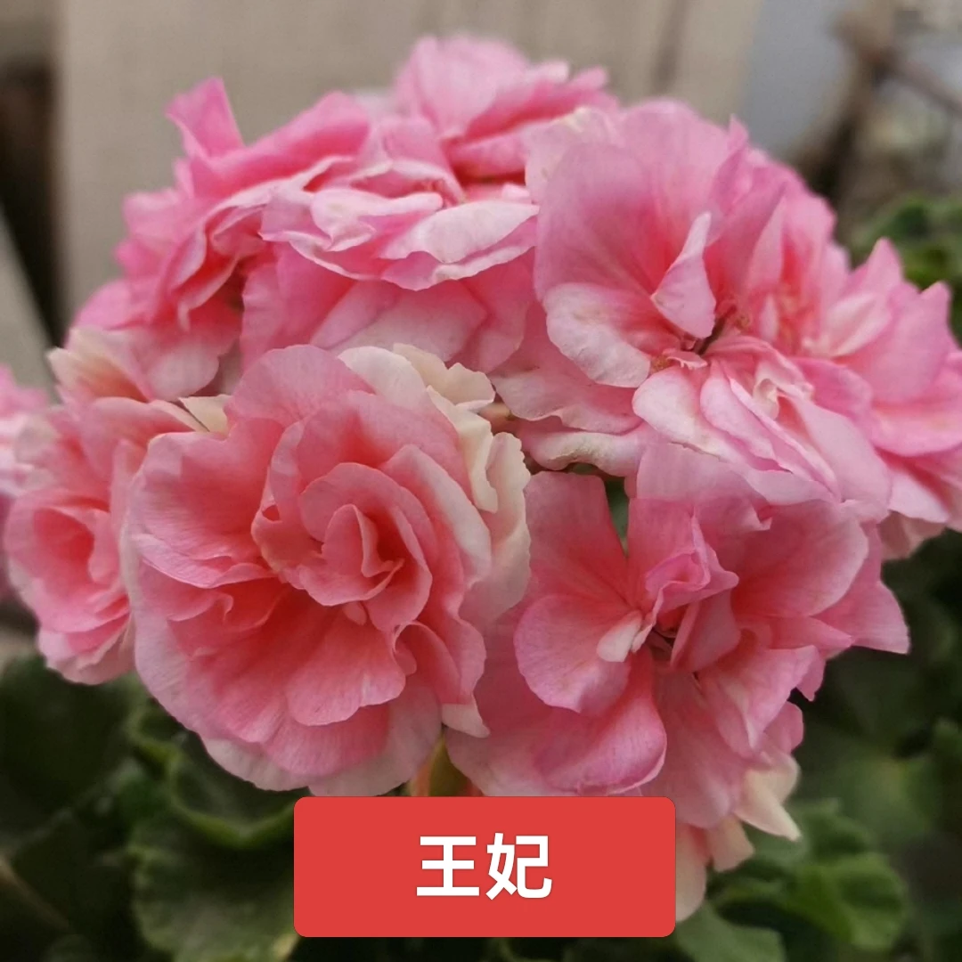 直立天竺葵王妃埃生勤花品种大花球，终身包对版