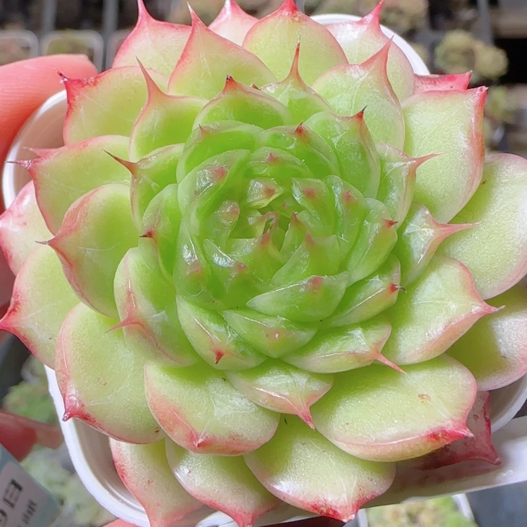 花语逸镜1029-447海心